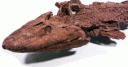 tiktaalik