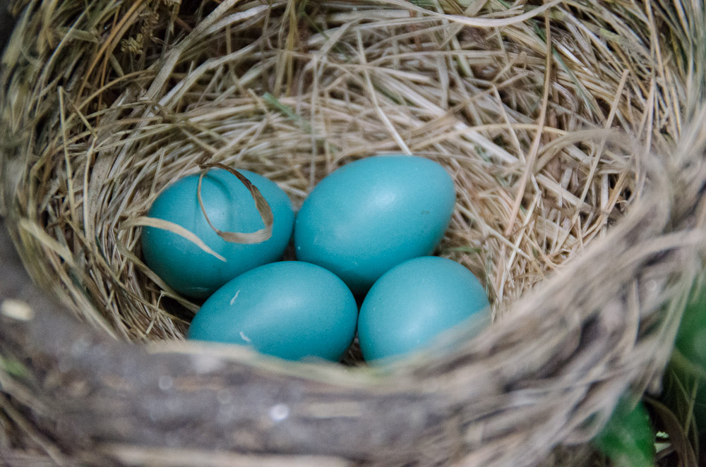 Robin nest with four eggs – HoodedHawk