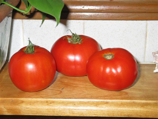 sam_grew_these_tomatoes.jpg