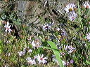 flowers_by_a_wood_pile