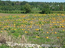 Pictures by Mom